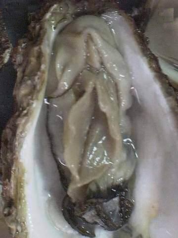 huitre_moule.jpg 